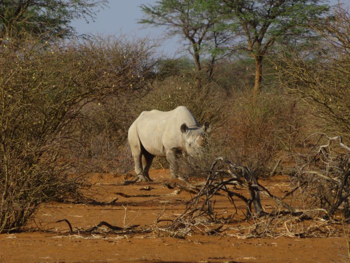 Wilderness Riding Safari on the Edge od the Kalahari