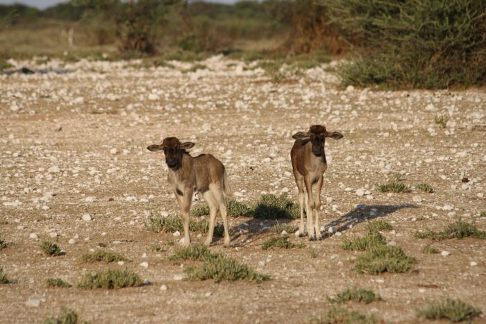 Wilderness Riding Safari on the Edge od the Kalahari