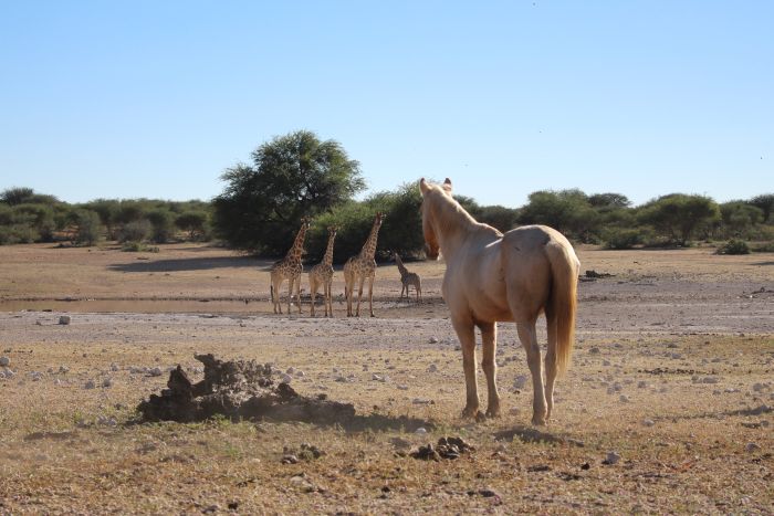 Wilderness Riding Safari on the Edge od the Kalahari