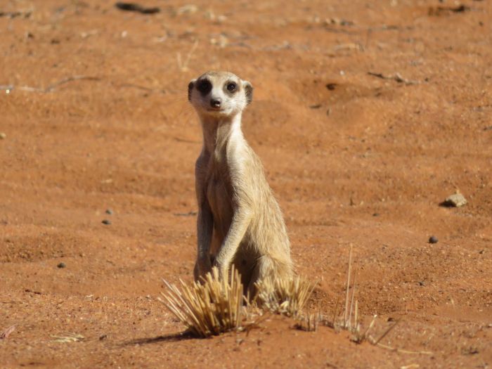 Wilderness Riding Safari on the Edge od the Kalahari