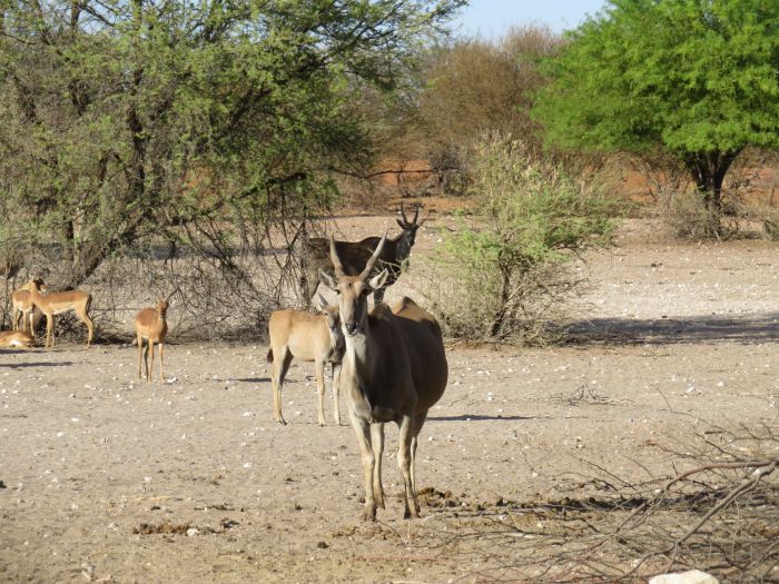 Wilderness Riding Safari on the Edge od the Kalahari
