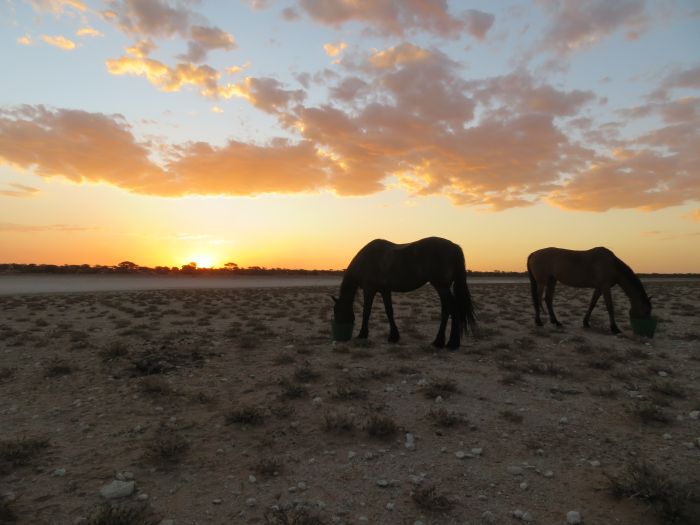 Wilderness Riding Safari on the Edge od the Kalahari