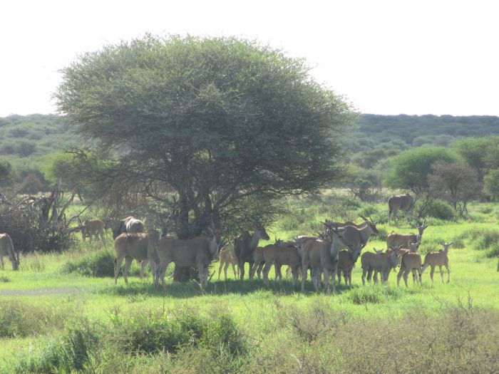 Arabian Horse Safaris in Namibia