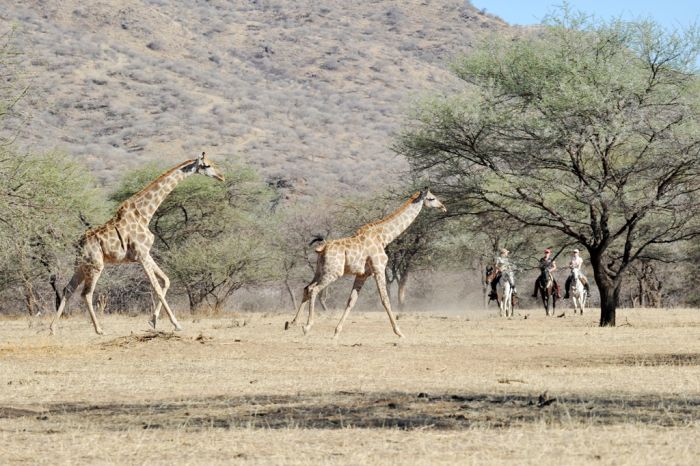 Arabian Horse Safaris in Namibia