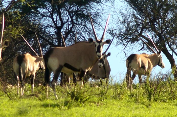 Arabian Horse Safaris in Namibia