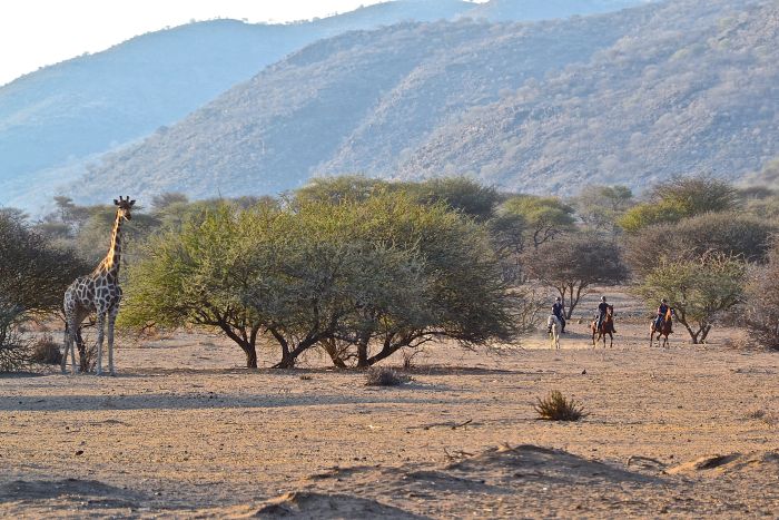 Arabian Horse Safaris in Namibia
