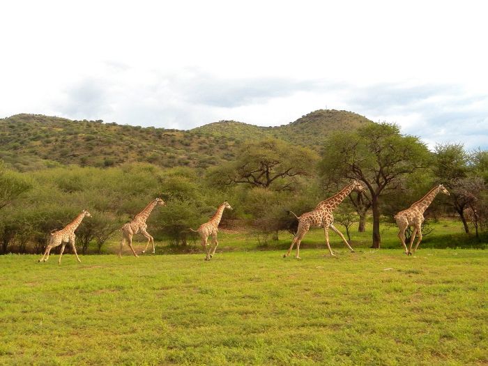 Arabian Horse Safaris in Namibia