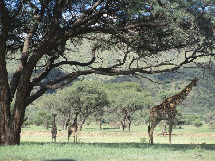 Arabian Horse Safaris in Namibia