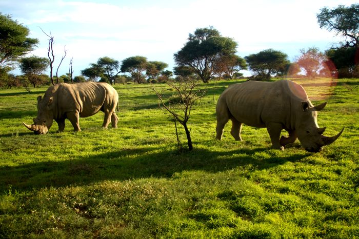 Arabian Horse Safaris in Namibia