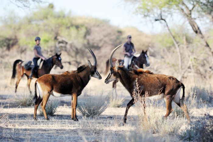 Arabian Horse Safaris in Namibia