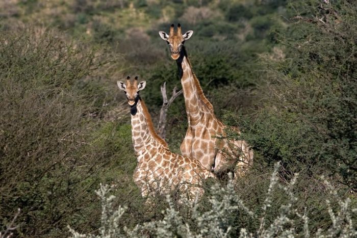 Arabian Horse Safaris in Namibia