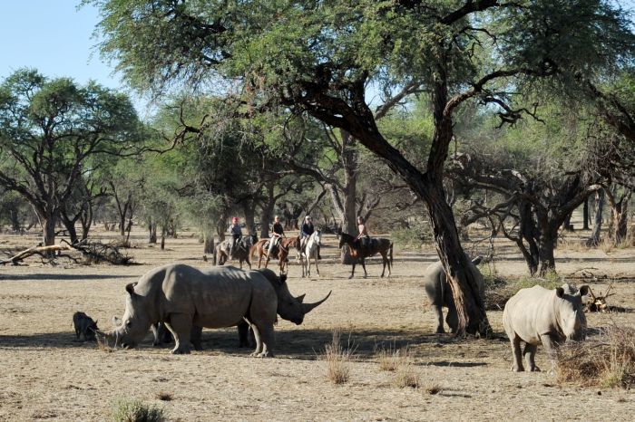 Arabian Horse Safaris in Namibia