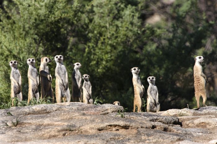 Arabian Horse Safaris in Namibia