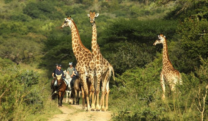 Big Five Riding Safari