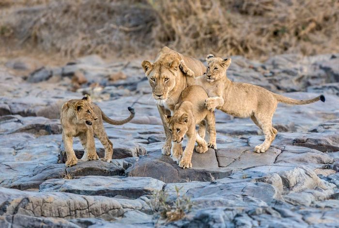 Big Five Riding Safari