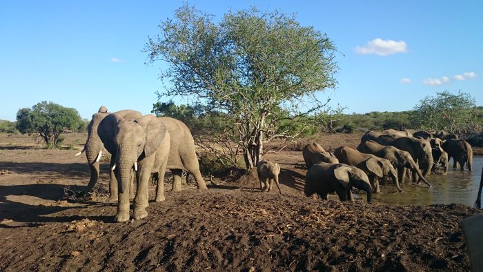 Big Five Riding Safari