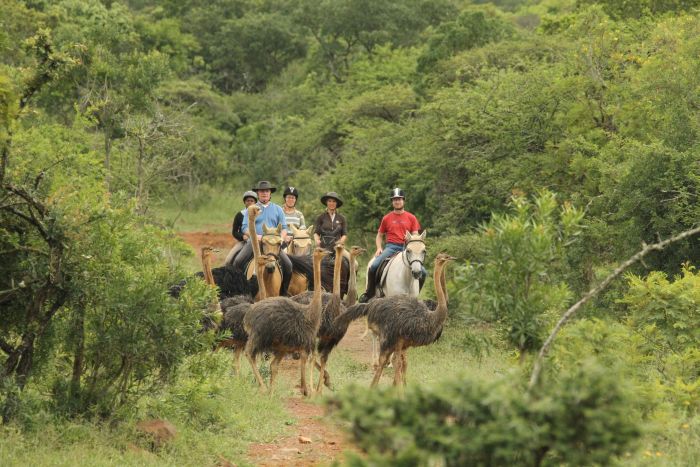 Big Five Riding Safari