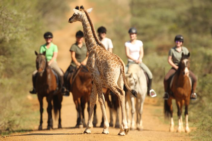 Big Five Riding Safari