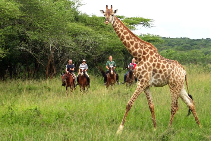 Big Five Riding Safari