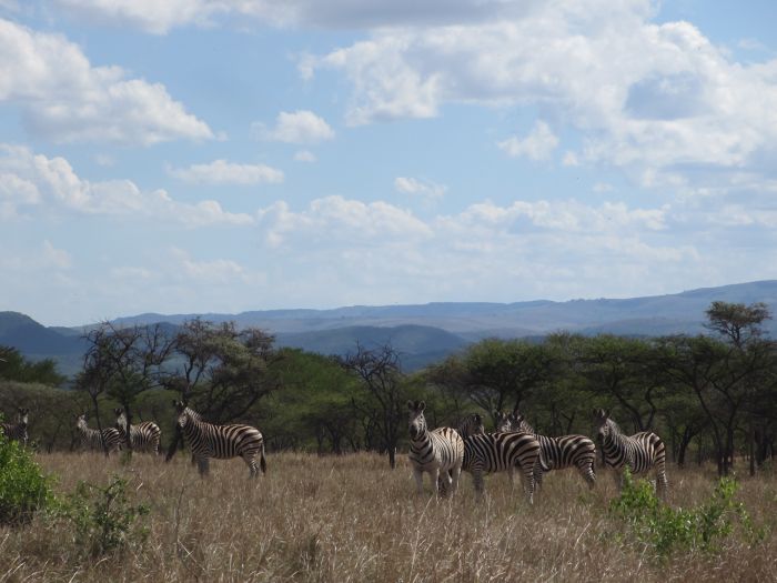 Big Five Riding Safari