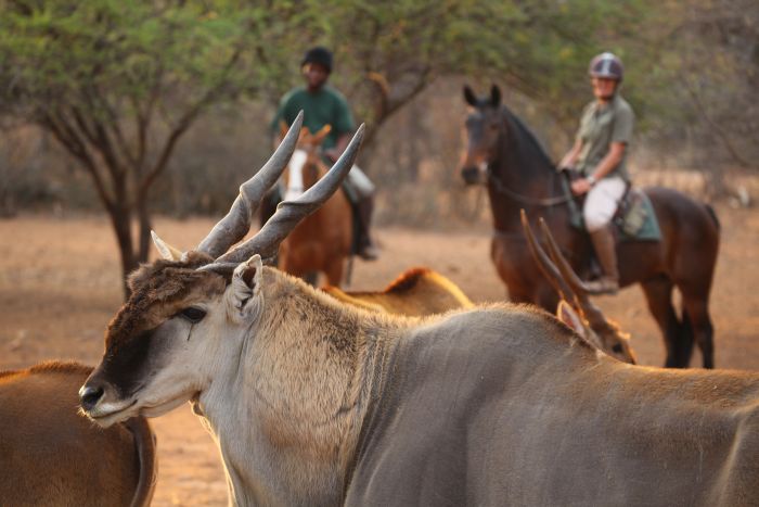 Waterberg Riding Safaris