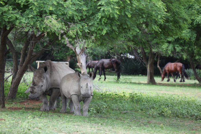 Waterberg Riding Safaris