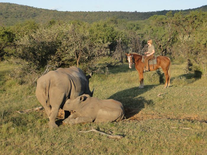 Waterberg Riding Safaris