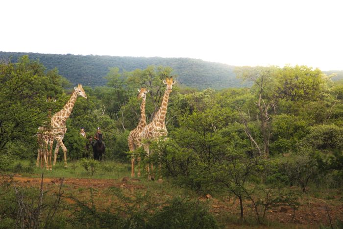 Waterberg Riding Safaris