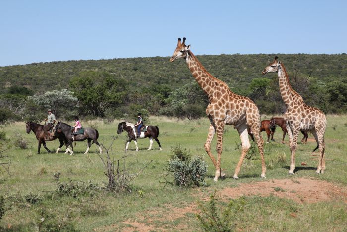 Waterberg Riding Safaris