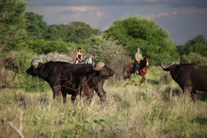 Waterberg Riding Safaris