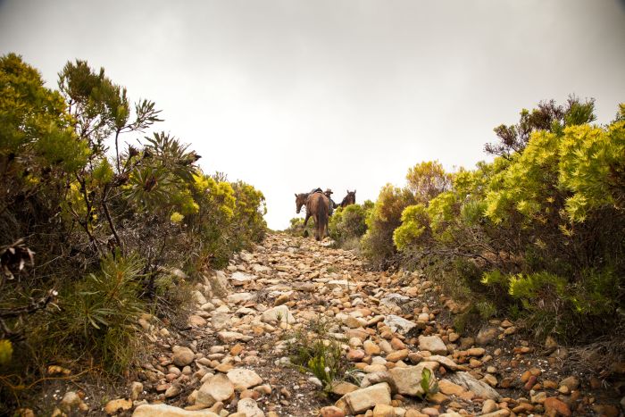 Beach trail at Walker Bay
