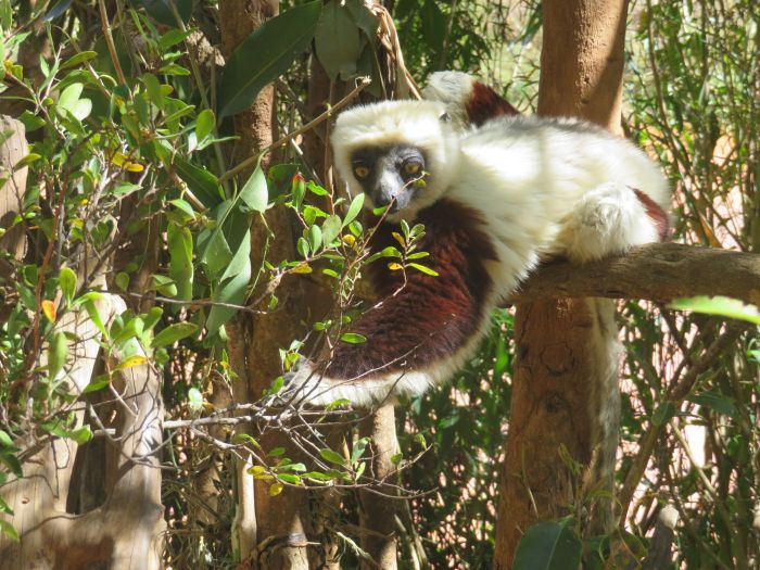 Madagascar - discover the sixth continent on horseback