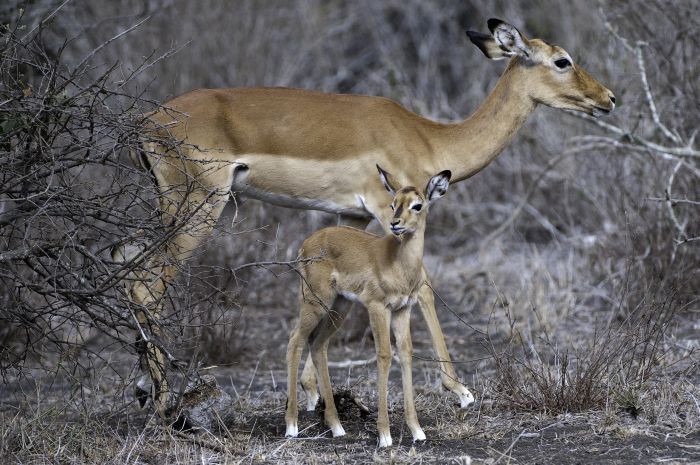 Kenya Safari Lodge - Adventure in the saddle