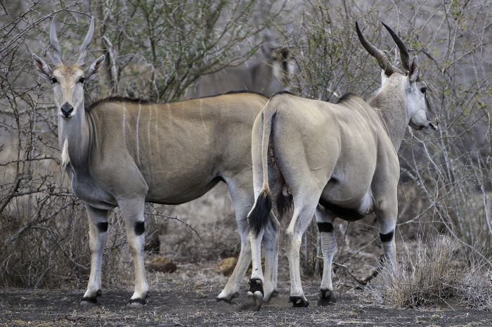 Kenya Safari Lodge - Adventure in the saddle