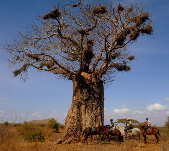 Kenya Safari Lodge - Adventure in the saddle