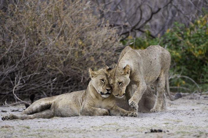 Kenya Safari Lodge - Adventure in the saddle