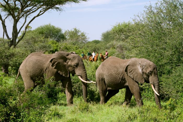 Kenya Safari Lodge - Adventure in the saddle