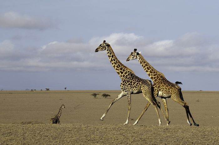 Kenya Safari Lodge - Adventure in the saddle