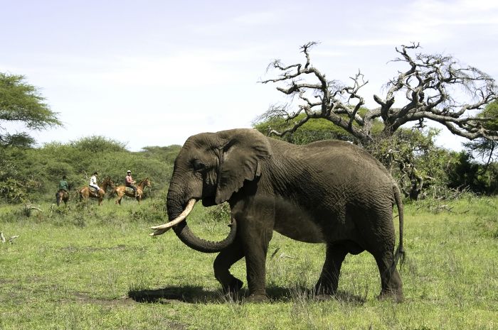 Kenya Safari Lodge - Adventure in the saddle