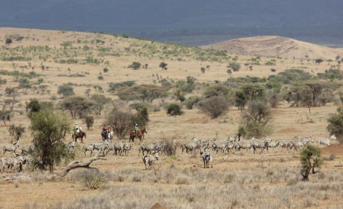 Meru-Kilimanjaro Big Game Safari