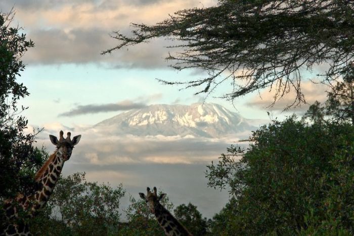 Meru-Kilimanjaro Big Game Safari