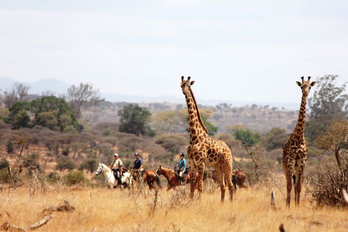 Meru-Kilimanjaro Big Game Safari