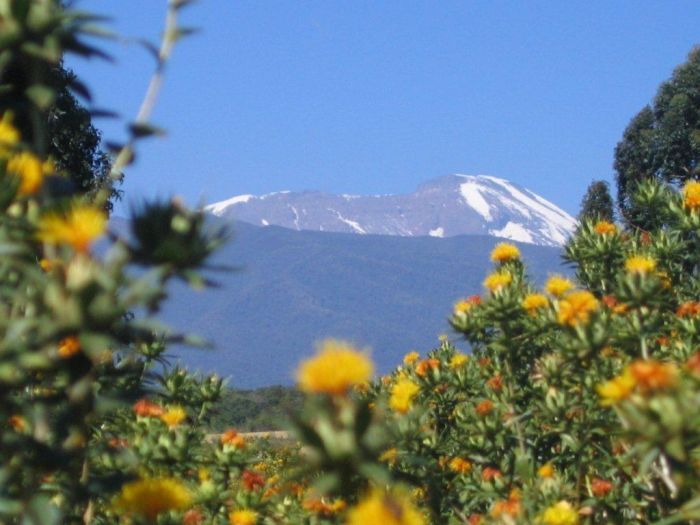 Meru-Kilimanjaro Big Game Safari