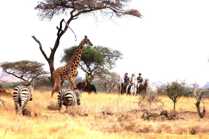 Meru-Kilimanjaro Big Game Safari