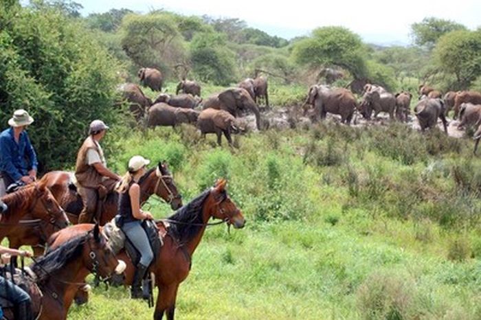 Meru-Kilimanjaro Big Game Safari