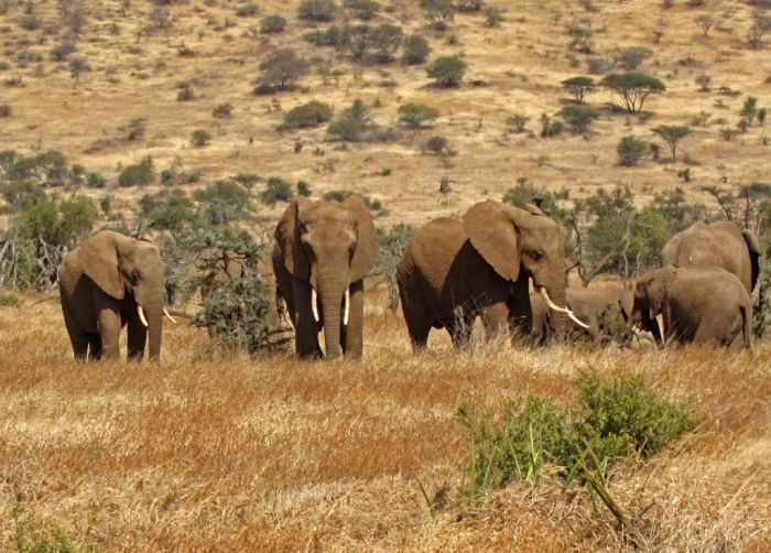 Elefanten hoch zu Ross auf Migration Reitsafari in Tansania am Kilmanjaro