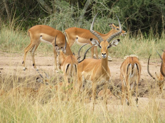 Comfort lodge near Lake Mburo National Park