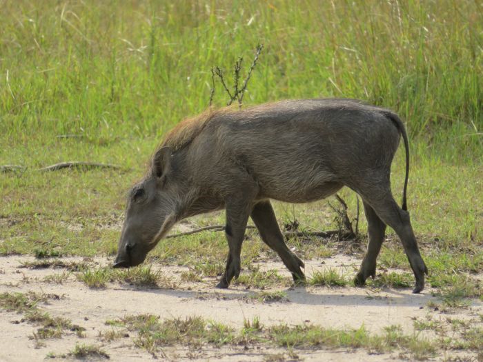 Comfort lodge near Lake Mburo National Park