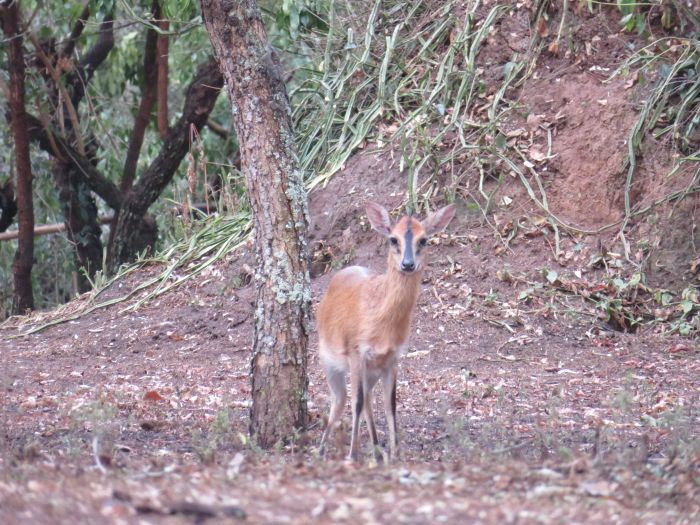 Comfort lodge near Lake Mburo National Park