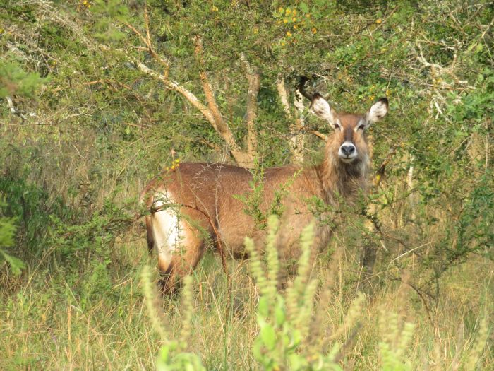 Comfort lodge near Lake Mburo National Park